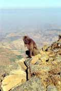 Gelada baboon. Simien mountains. Ethiopia.