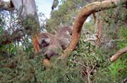 Koala. Australia.