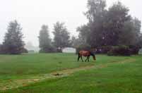 New Forest area. Great Britain.