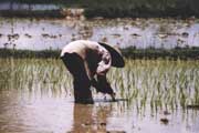 Working in rice field. Laos.