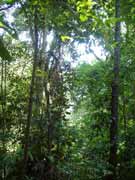 Rainforest. Hacienda Baru. Costa Rica.