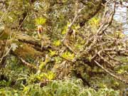 Cloudy forest. Cerro De la Muerte. Costa Rica.