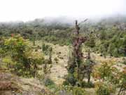 Mountain meadow called paramo. Costa Rica.