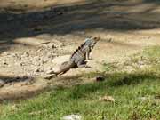 Iguana. Costa Rica.