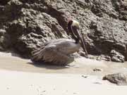 Brown pelican. Costa Rica.