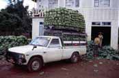 Cabbage transport. Myanmar (Burma).
