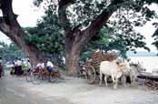 Near river Ayeyarwady at Mandalay. Myanmar (Burma).