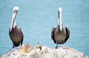 Pelicans, Celestun. Mexico.
