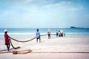 Fishermen pulling several hundred meter long nets and singing. Sri Lanka.