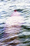 Manatee, Caye Caulker. Belize.