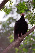 Vulture, Paamul Mexico.