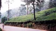 Tea plantation in Nuwara Elyia. Sri Lanka.