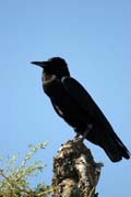 Raven. South,  Ethiopia.