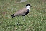 Spur-winged Lapwing (Vanellus spinosus), Ziway lake. South, Ethiopia.