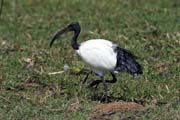 Sacred Ibis (Threskiornis aethiopicus), Ziway lake. South, Ethiopia.
