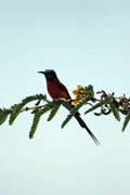 Carmine Bee-eater (Merops nubicus), Ziway lake. South, Ethiopia.