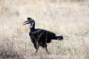Ground Hornbill (Bucorvus ladbeateri), Ziway lake. South, Ethiopia.