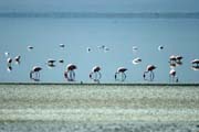 Greater Flamingos (Phoenicopterus ruber), Abiata lake. South,  Ethiopia.