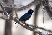 Greater Blue-eared Starling (Lamprotornis chalybaeus), Abiata lake. South,  Ethiopia.