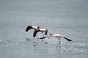 Greater Flamingos (Phoenicopterus ruber), Shala lake. South,  Ethiopia.