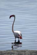 Greater Flamingo (Phoenicopterus ruber), Shala lake. South,  Ethiopia.