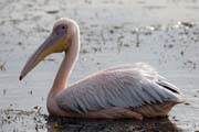 Pink-backed Pelican (Pelecanus rufescens), Shala lake. South,  Ethiopia.