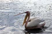 Pink-backed Pelican (Pelecanus rufescens), Shala lake. South, Ethiopia.