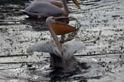 Pink-backed Pelican (Pelecanus rufescens), Shala lake. South, Ethiopia.