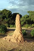 Termits on the way to Yabelo. South, Ethiopia.