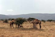 Camels on the way to Jinka. South,  Ethiopia.
