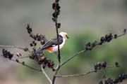White-headed Buffalo-Weaver (Dinemellia dinemelli). South, Ethiopia.