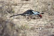 Redbilled Hornbill (Tockus erythrorhynchus), around Jinka. South, Ethiopia.