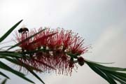 Bottlebrush flower, around Turmi. South, Ethiopia.