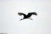 Woolly-necked Stork (Ciconia episcopus), Murlle. South, Ethiopia.