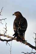 Tawny Eagle (Aquila rapax). South,  Ethiopia.