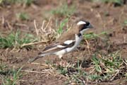 White-browed Sparrow-Weaver (Plocepasser mahali). South,  Ethiopia.