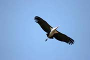 Marabou stork (Leptoptilos crumeniferus). South, Ethiopia.