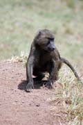 Baboon. South, Ethiopia.