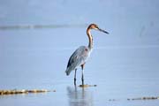 Goliath Heron (Ardea goliath), Arba Minch. South, Ethiopia.