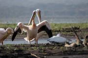 Pink-backed Pelicans (Pelecanus rufescens), Arba Minch. South,  Ethiopia.