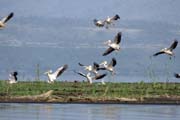 Pink-backed Pelicans (Pelecanus rufescens), Arba Minch. South, Ethiopia.