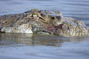 Crocodyle, Arba Minch. South, Ethiopia.