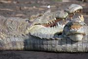 Crocodyle, Arba Minch. Ethiopia.