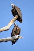 Hooded Vultures (Necrosyrtes monachus), Arba Minch area. South,  Ethiopia.