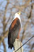 Fish Eagle (Haliaeetus vocifer), Arba Minch area. South, Ethiopia.