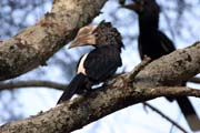 Silvery-cheeked Hornbill (Ceratogymna brevis), Arba Minch area. South, Ethiopia.