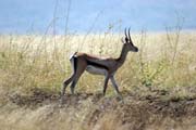 Impala, Nechisar National Park. South,  Ethiopia.