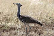 Kori Bustard (Ardeotis kori), Arba Minch area. South, Ethiopia.