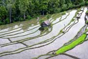 Rice fields. Indonesia.