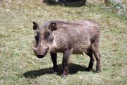 Warthog. Bale Mountain National Park. South,  Ethiopia.